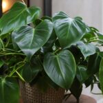 The Complete Canadian Guide to Philodendron Care: Light, Water, Soil, and Real-World Tips That Actually Work